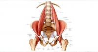 Votre ostéopathe à Paris 3 et Paris 12 : le psoas-iliaque, muscle tonique