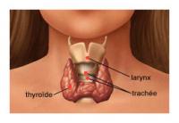 Votre ostéopathe à Paris 12 et Paris 3 : Maladies thyroïdiennes, comprendre de manière globale