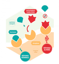 Votre ostéopathe à Paris 3 et Paris 12 : Perturbateurs endocriniens