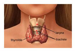 Votre ostéopathe à Paris 12 et Paris 3 : Maladies thyroïdiennes, comprendre de manière globale