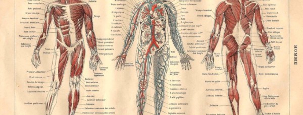 Histoire de l'anatomie